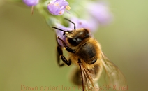 获取手机号验证码平台